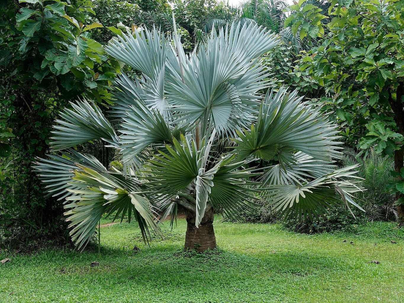 Bismarckia-nobilis-Vue-générale-CC-BY-SA-4.0-Vengolis