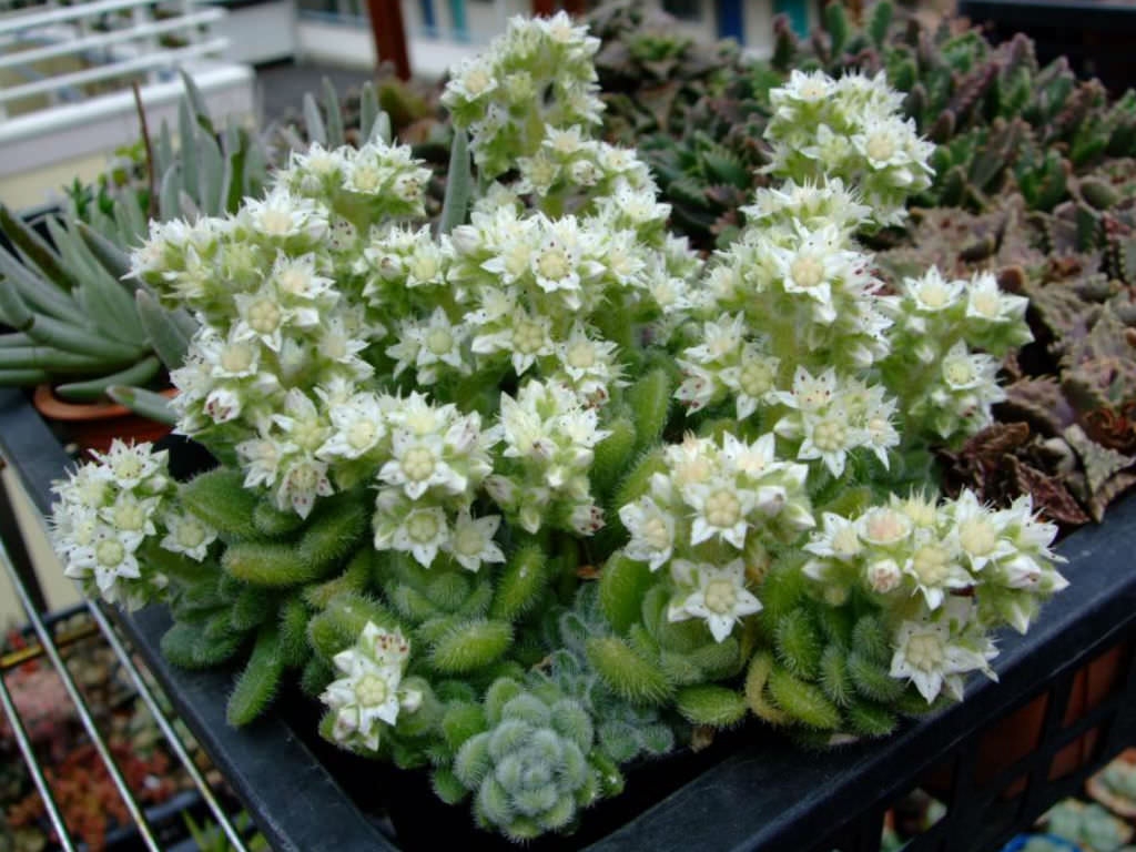 Sedum-hintonii3