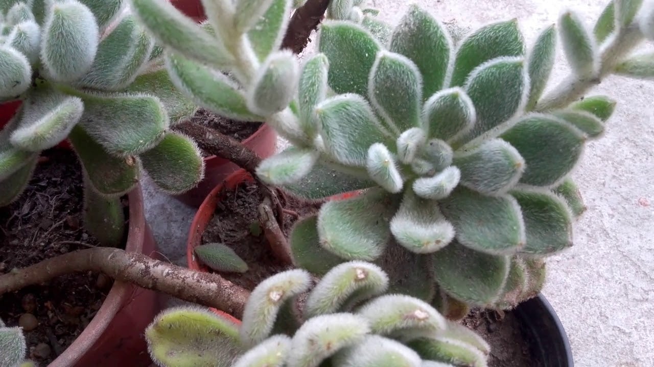 echeveria bomycina2 youtube