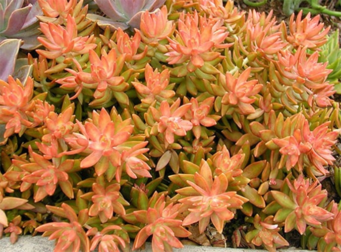 image_1_large