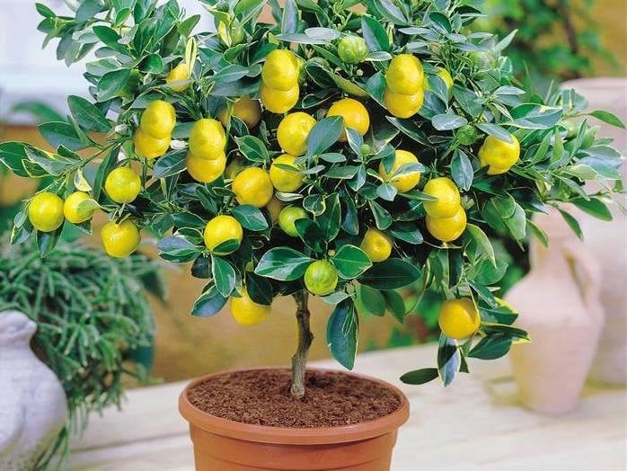 limonero-en-maceta