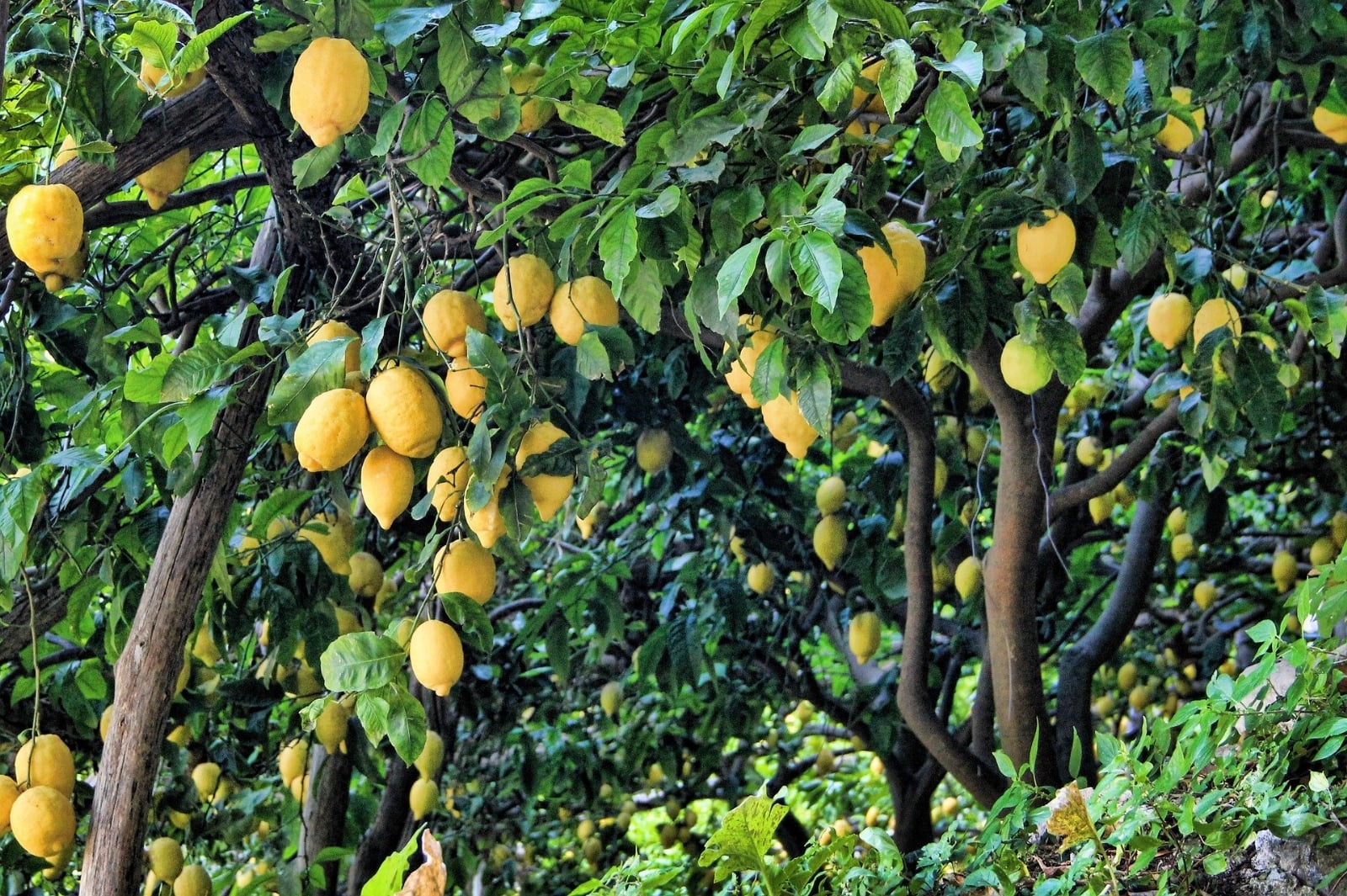 limonero 1