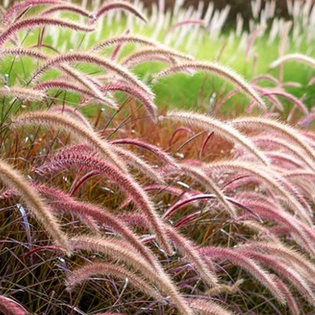 rubra-1-f1e856c8c455f9702e17096633641235-1024-1024