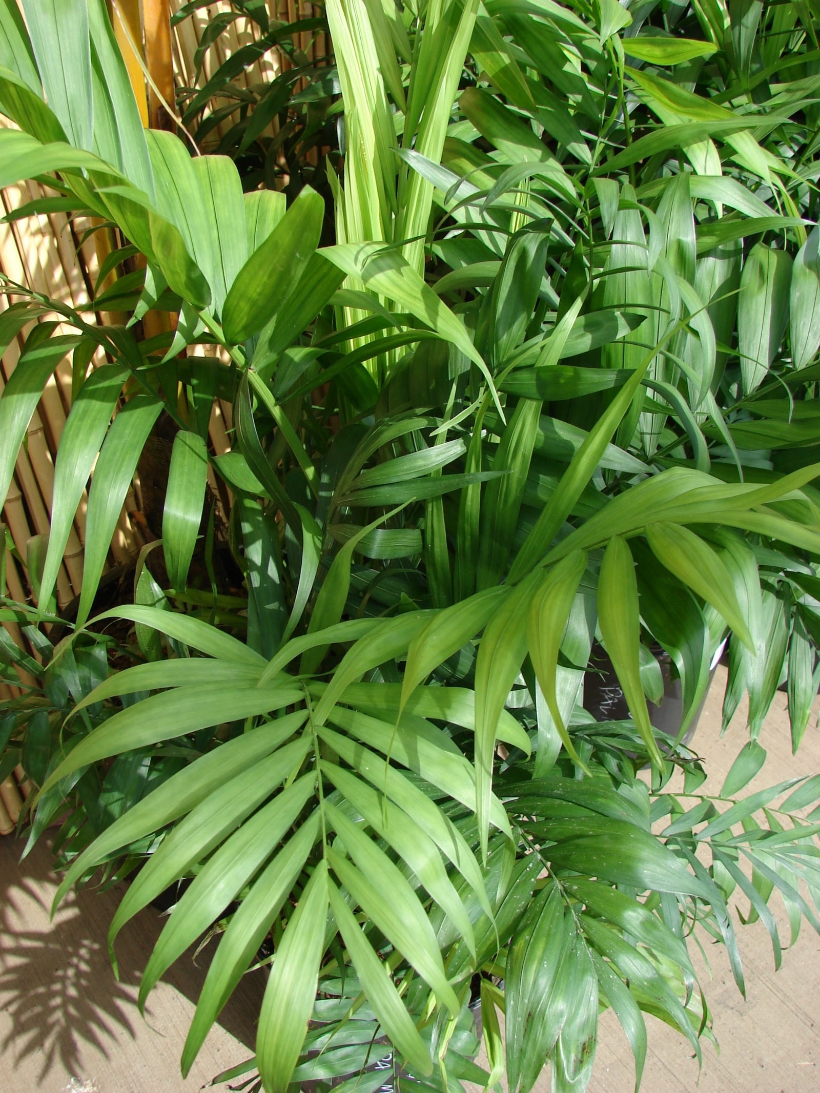 Planta 1