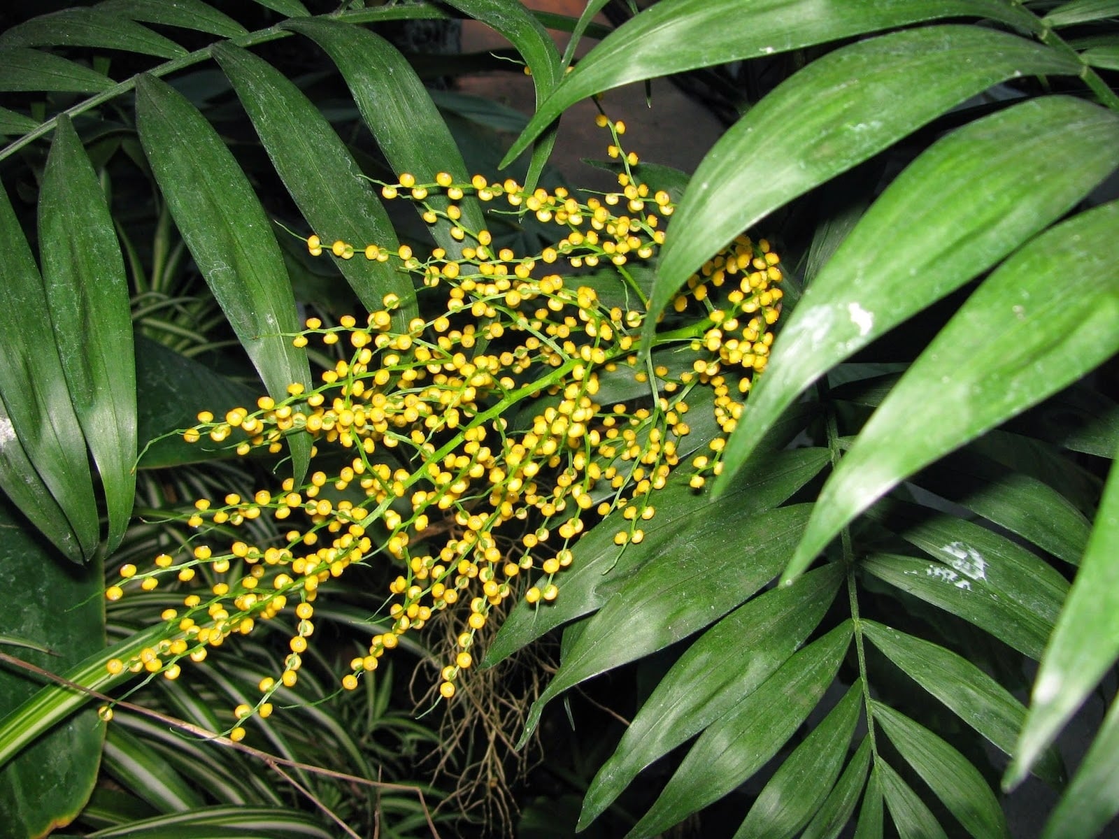 Planta 2