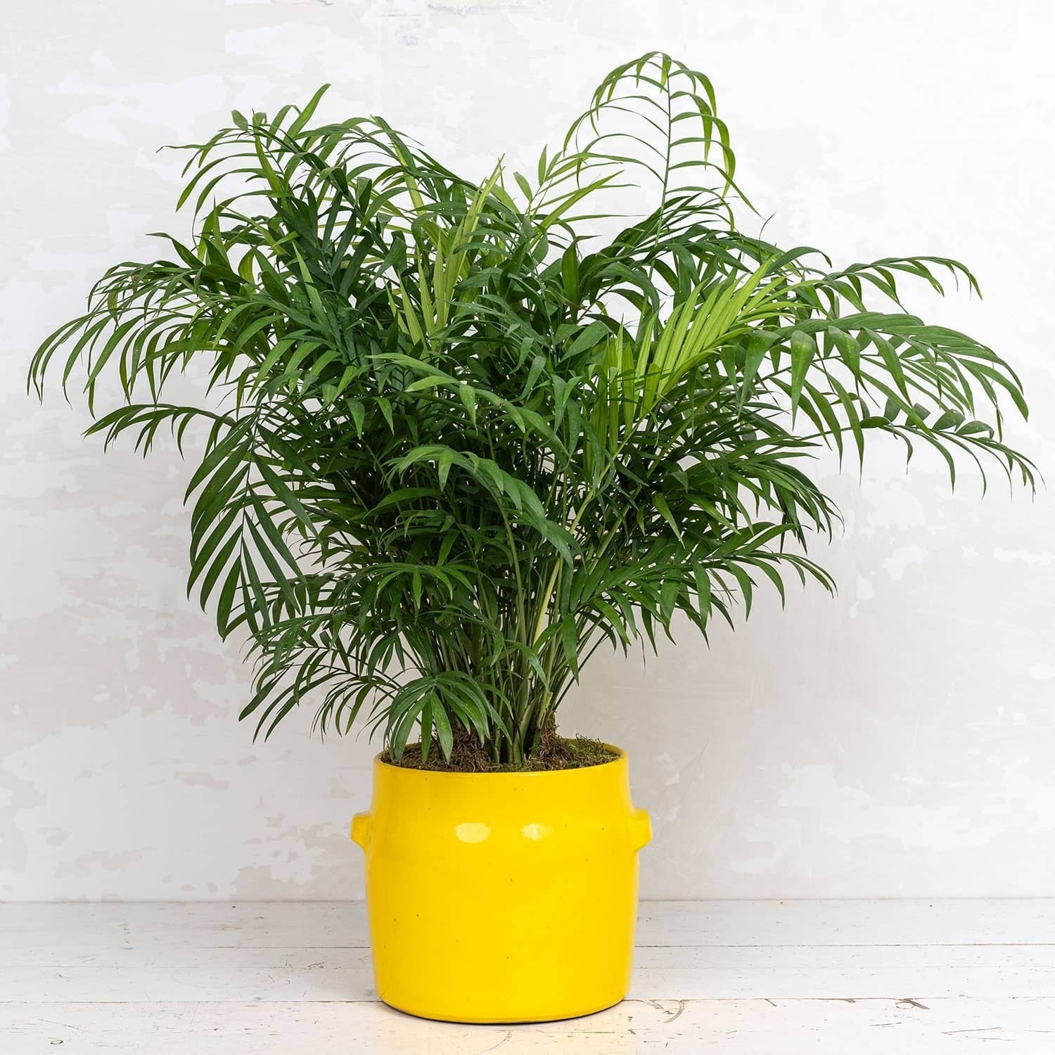 Planta 3