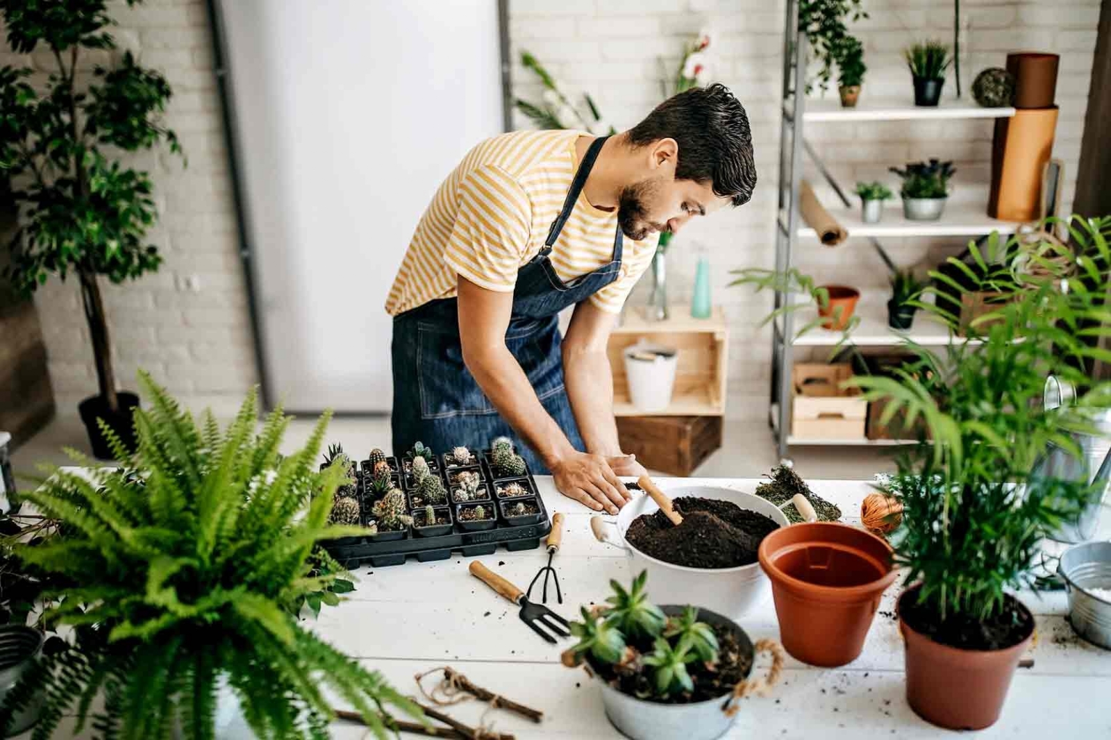 Plantas 3