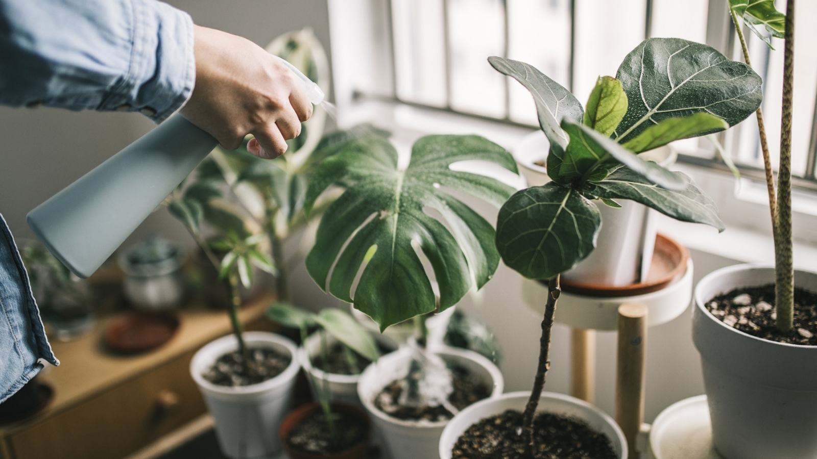 Plantas 4