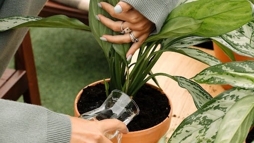 Planta 2