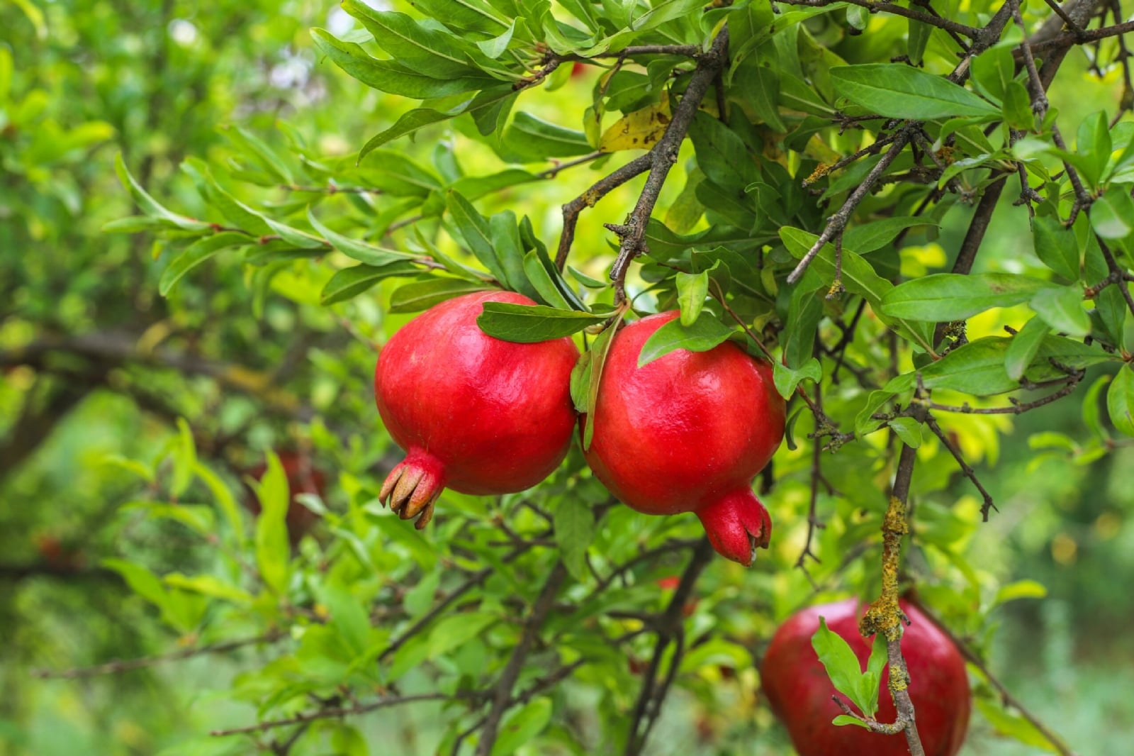 autumn-fruits-hanging-tree-branch-garden-1-scaled