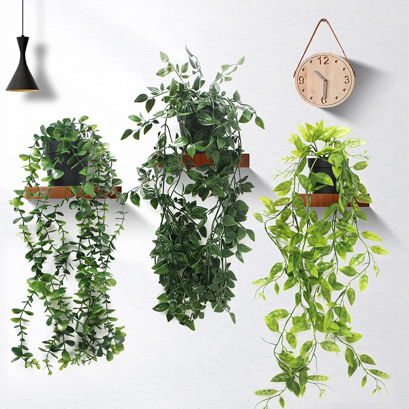 Plantas