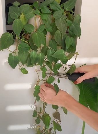 plantas3