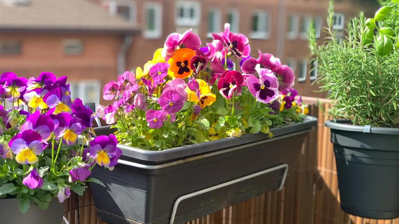 las-mejores-flores-para-balcones-20220913-1418760