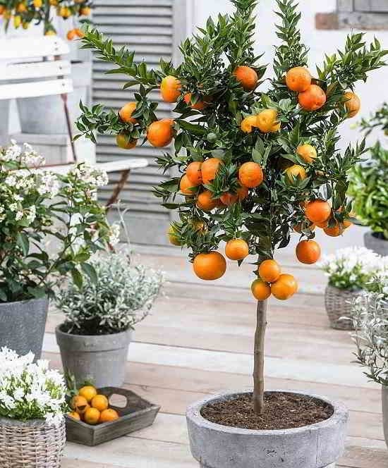 plantas2