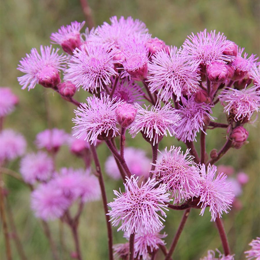 chilca rosa 2
