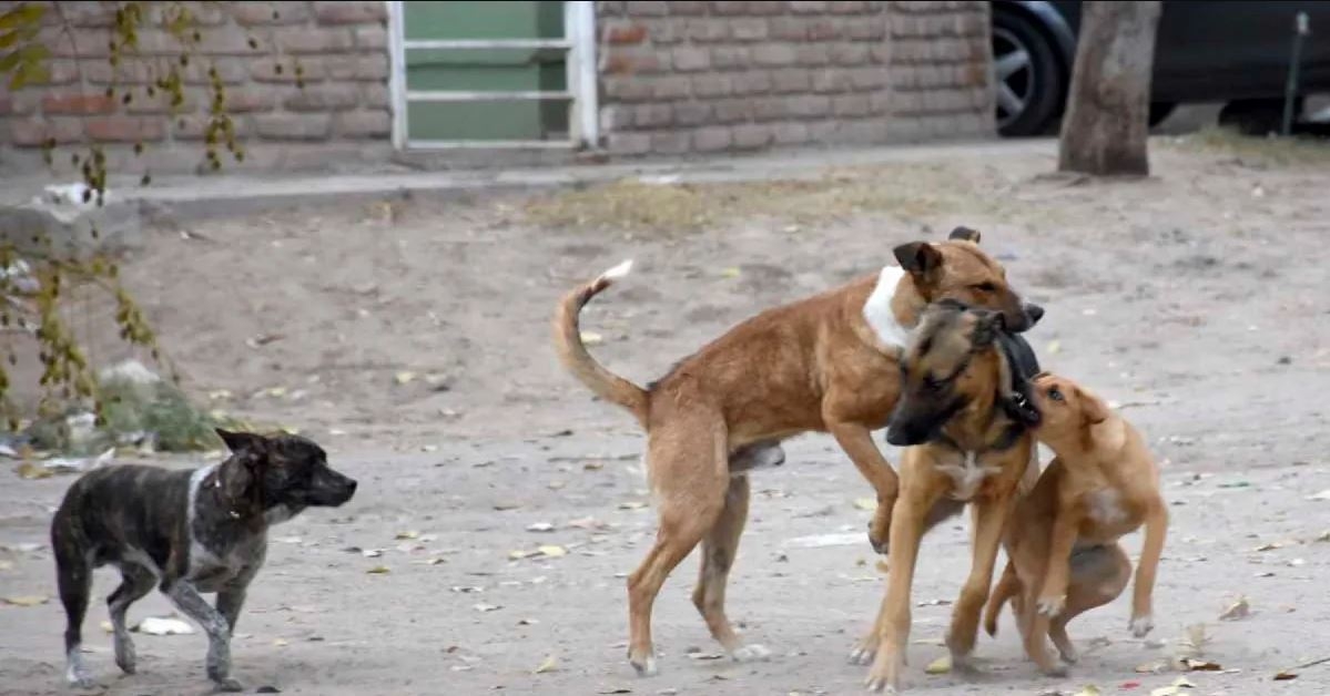 perros face