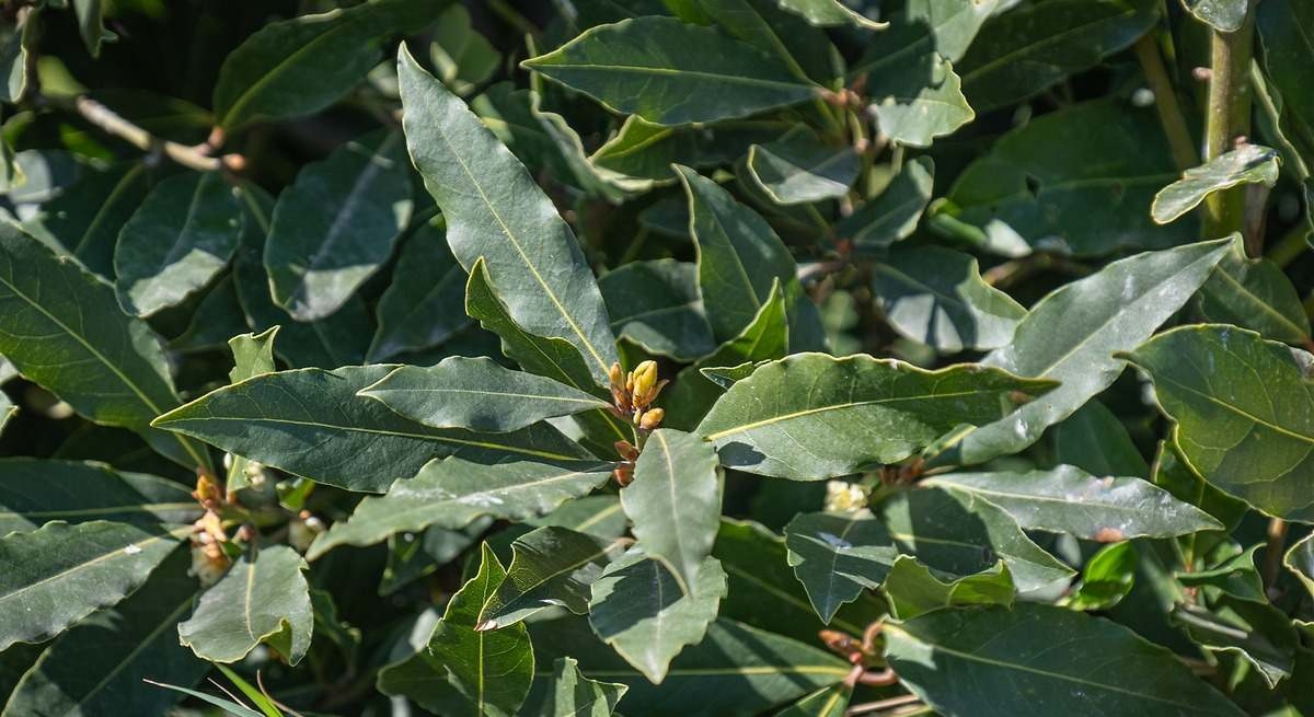 1200x655_hojas-laurel-planta-jardin-istock