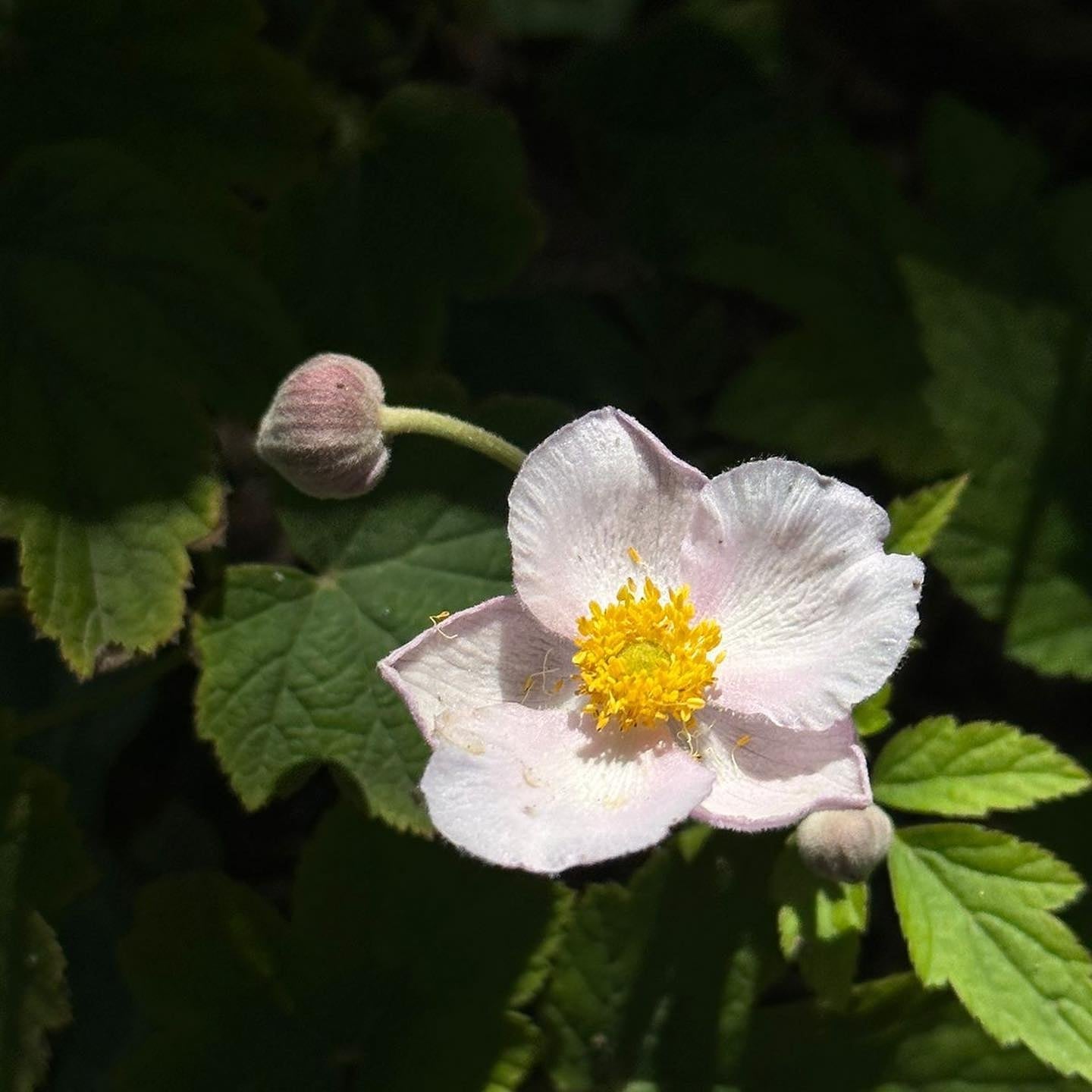 anemona japonica 3