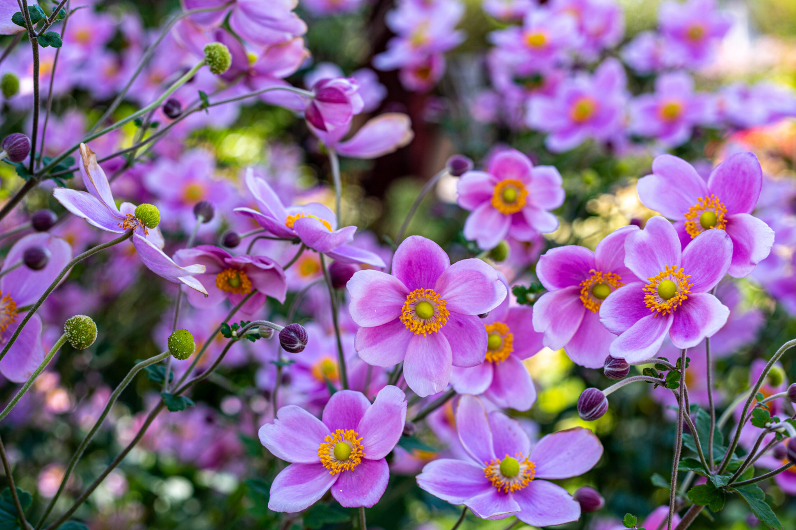 anemona japonica