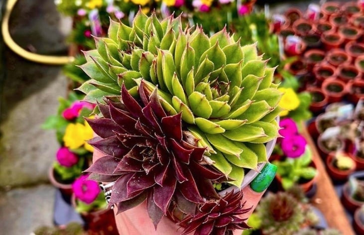 Suculenta 3