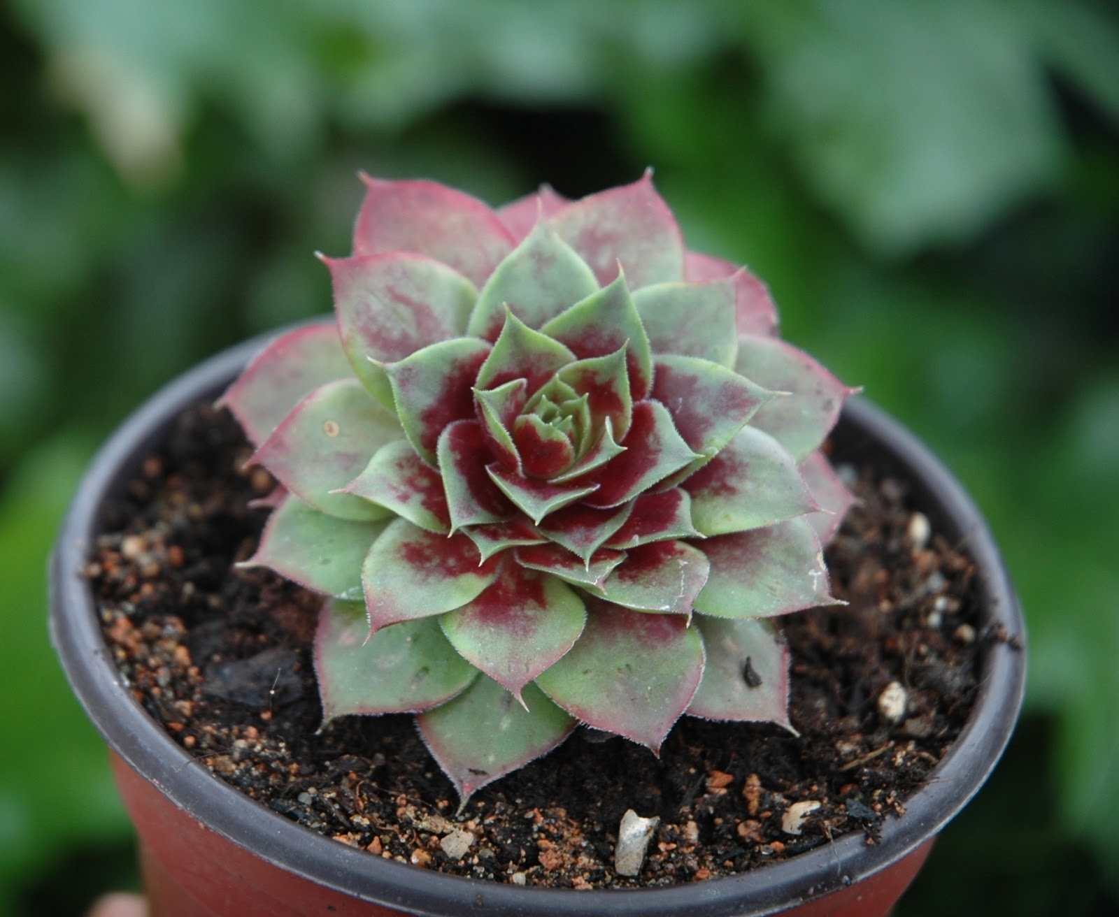 Suculenta