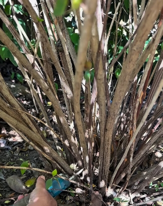 plantas2