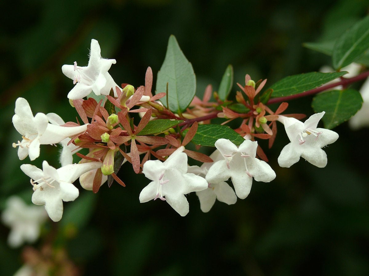 abelia wikipedia