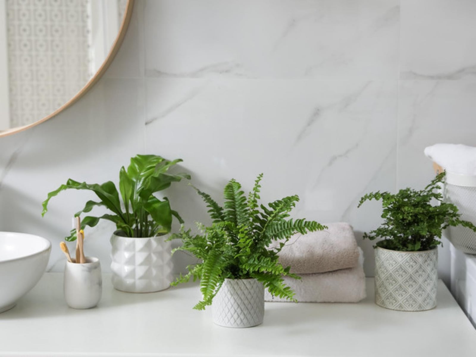 Plantas