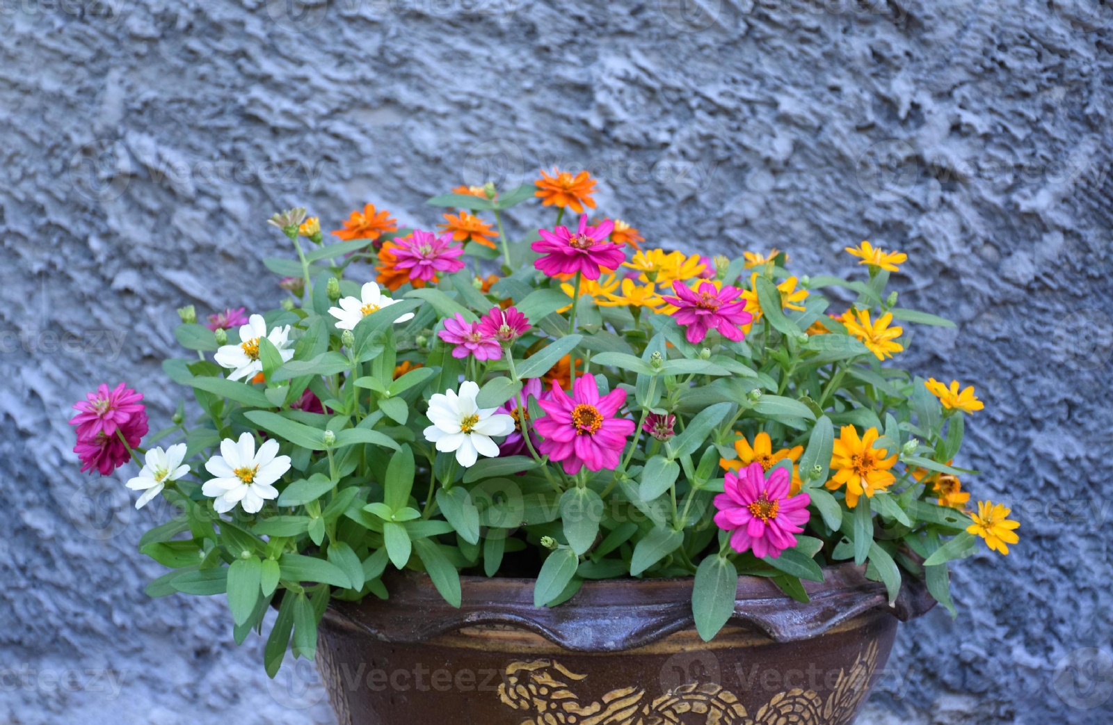closeup-zinnia-flower-pot-which-places-near-the-cement-wall-of-the-house-soft-and-selective-focus-home-decorating-concept-photo