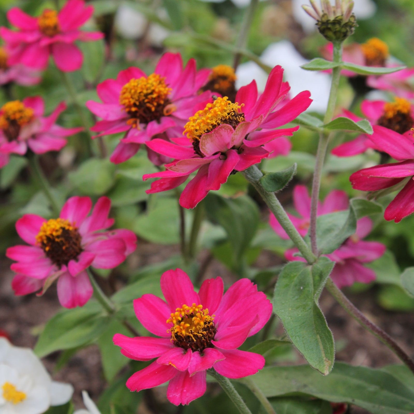 Zinnia-violacea-2