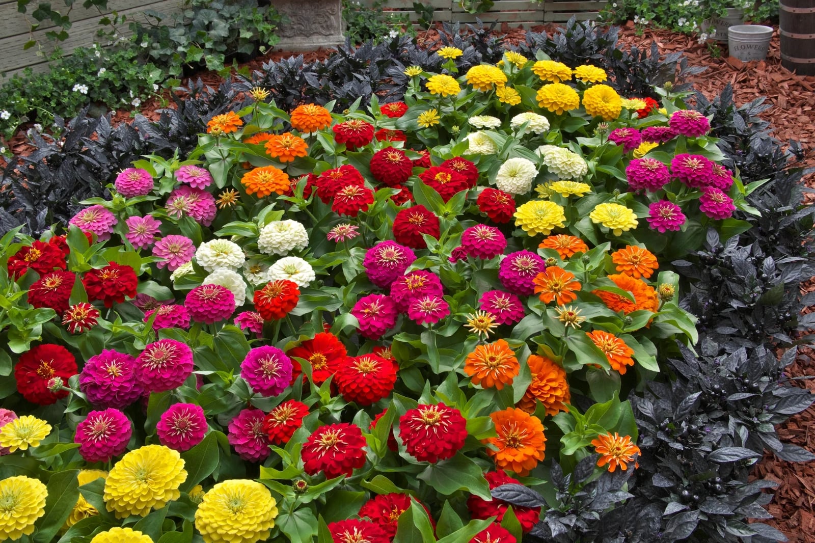 47470_Zinnia_Preciosa_Mix