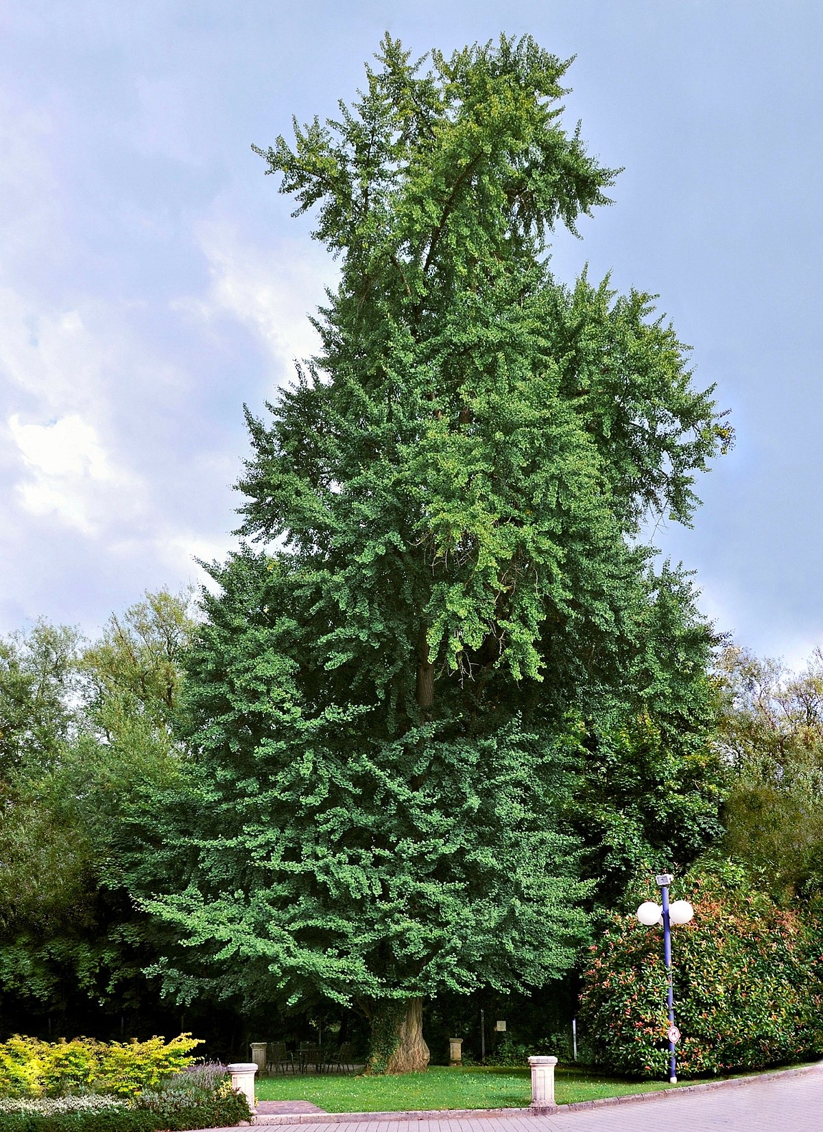 1200px-GINKGOBAUM-2