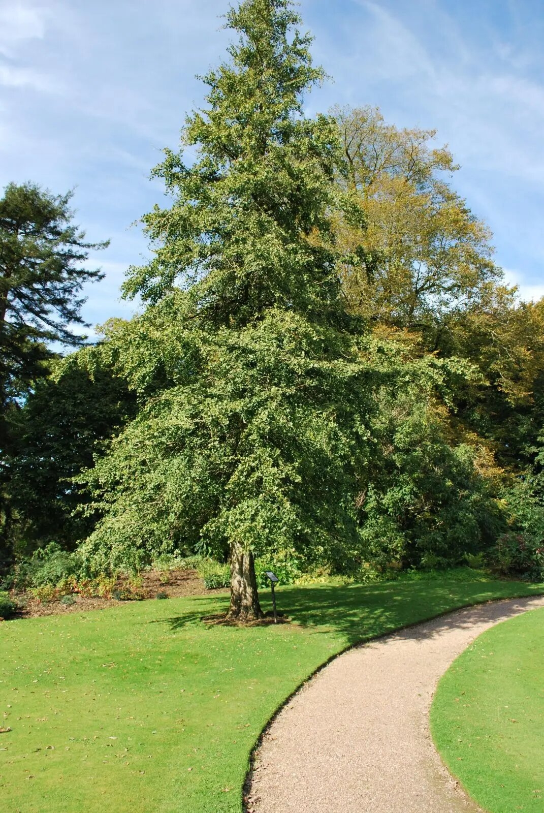 GinkgoBiloba
