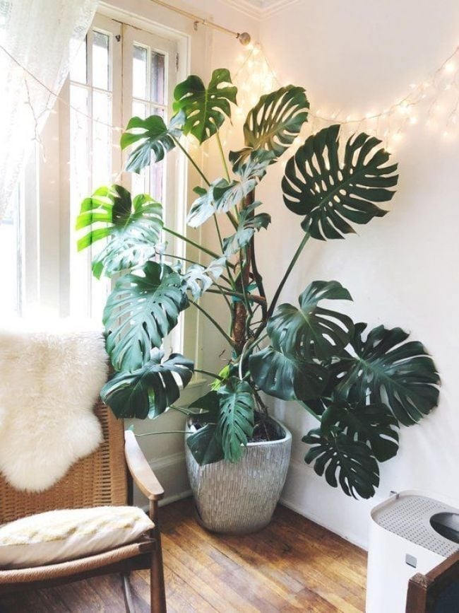 Plantas1