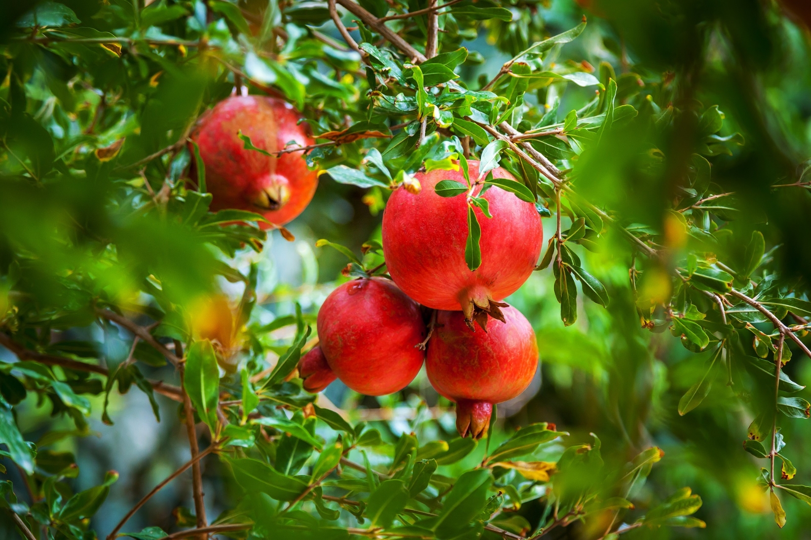 arboles frutales 1