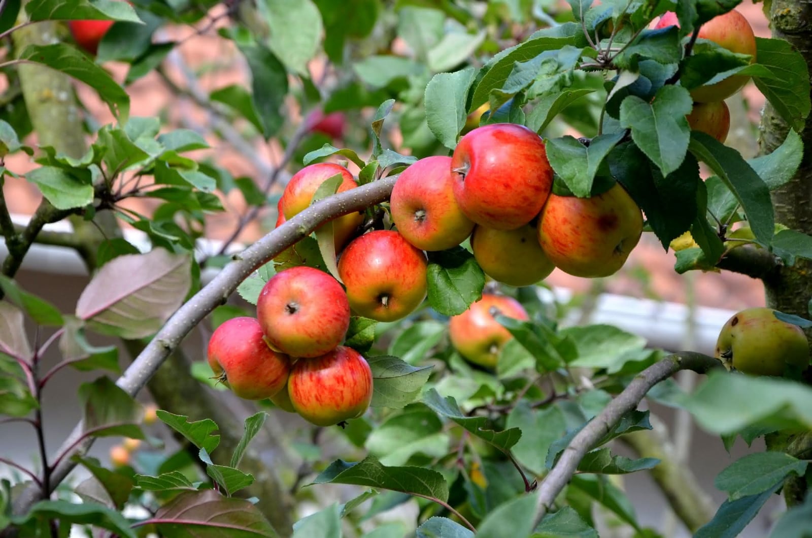 arboles frutales