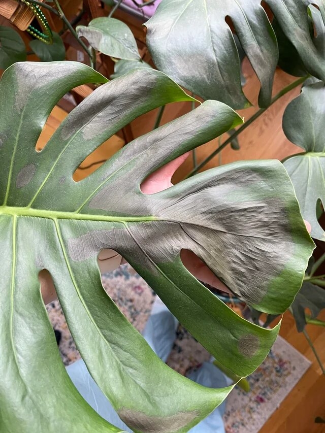 black-spots-appeared-on-my-monstera-leaves-v0-6cdwrogruew91