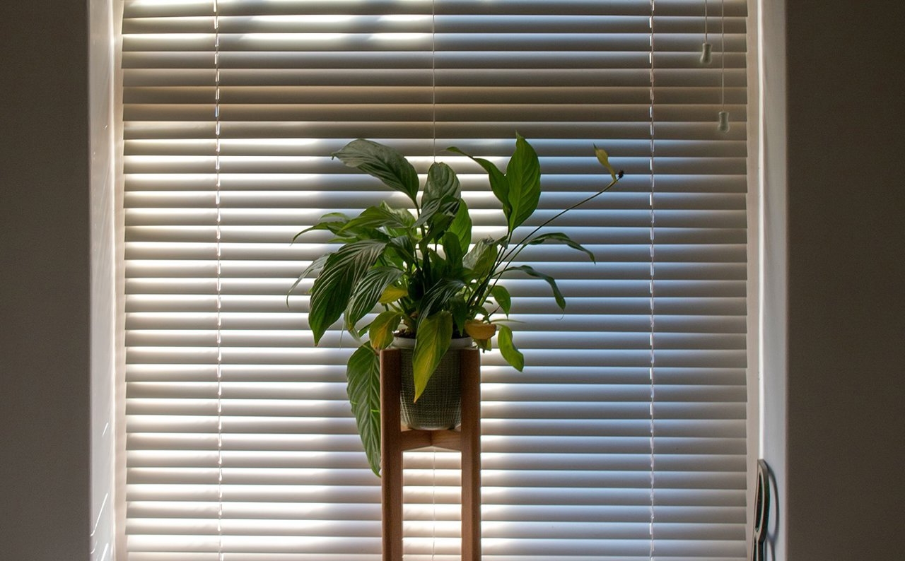 decorar-con-plantas-de-interior-espacios-poco-luminosos-es-posible-con-estas-15-variedades-de-plantas-de-interiori-que-requieren-poca-luz-natural_99eddf61_231124181933_1280x794