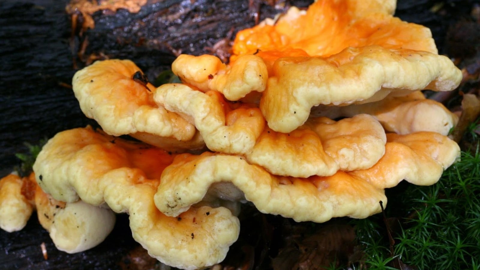 hongos-que-saben-a-pollo-como-cocinarlos-para-poder-comerlos