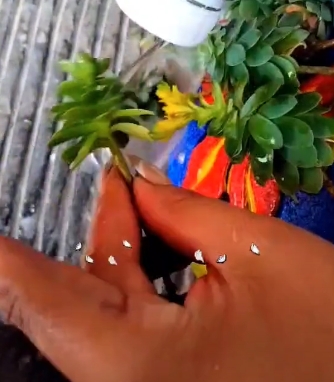 suculentas3