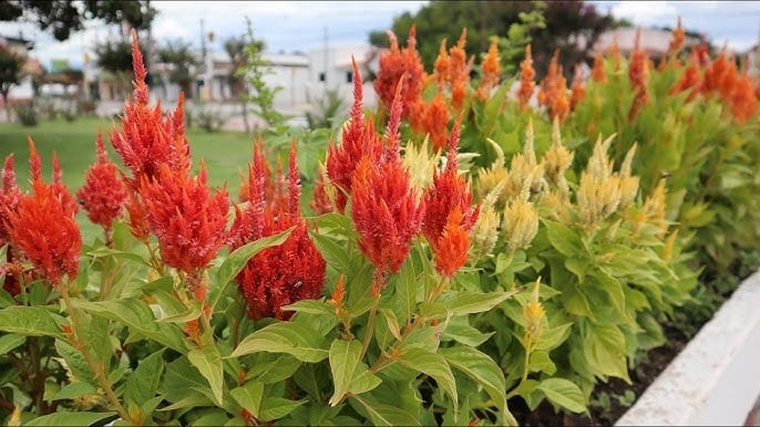 plantas 3 celosia fuente youtube