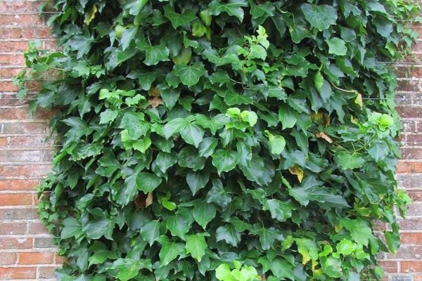 Planta 1