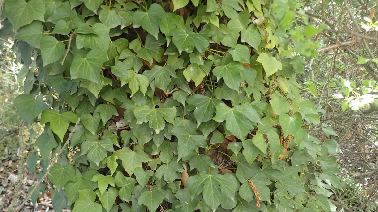 Planta
