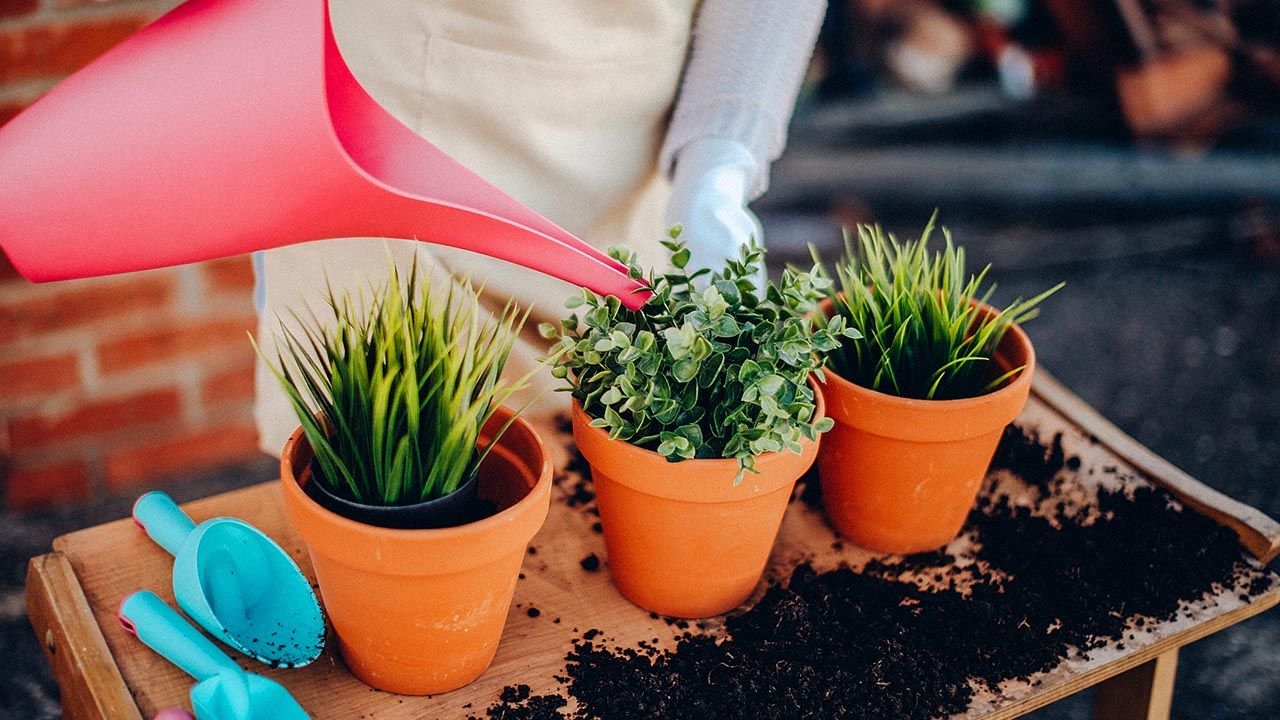 como-regar-las-plantas-1280x720x80xx