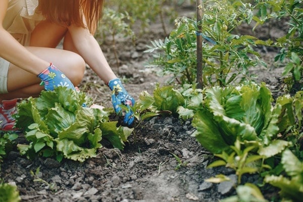 Plantas 3