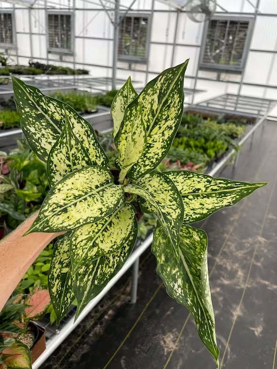 Planta 2