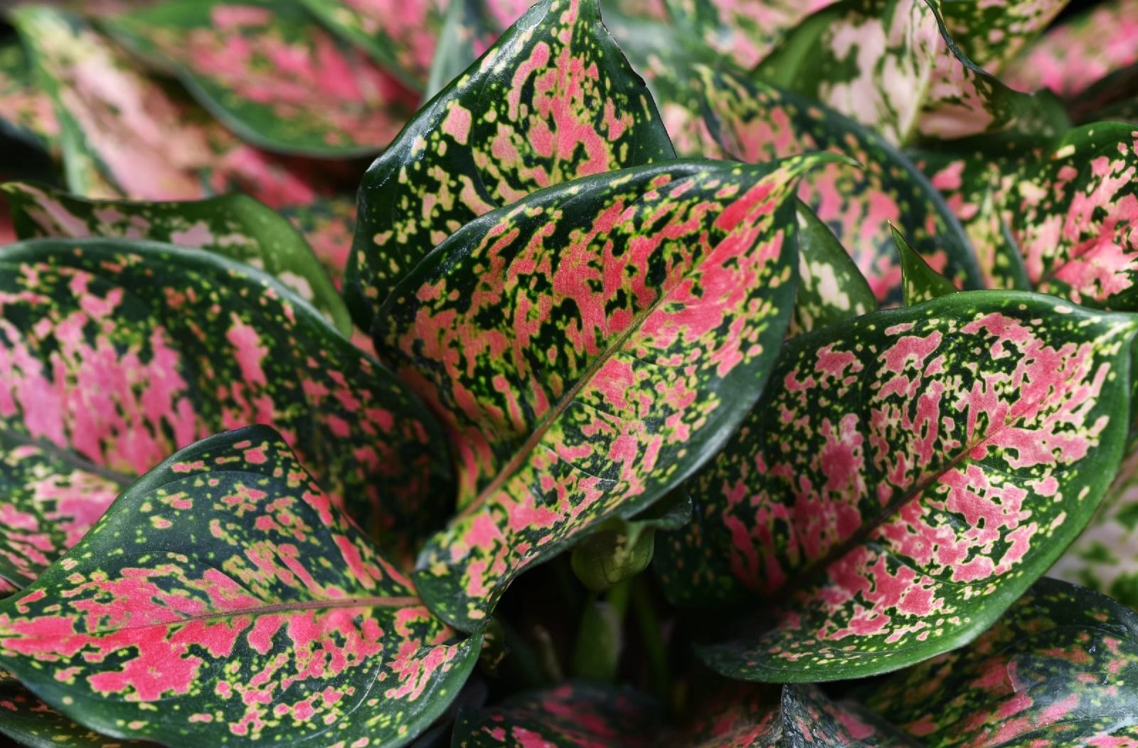 Planta