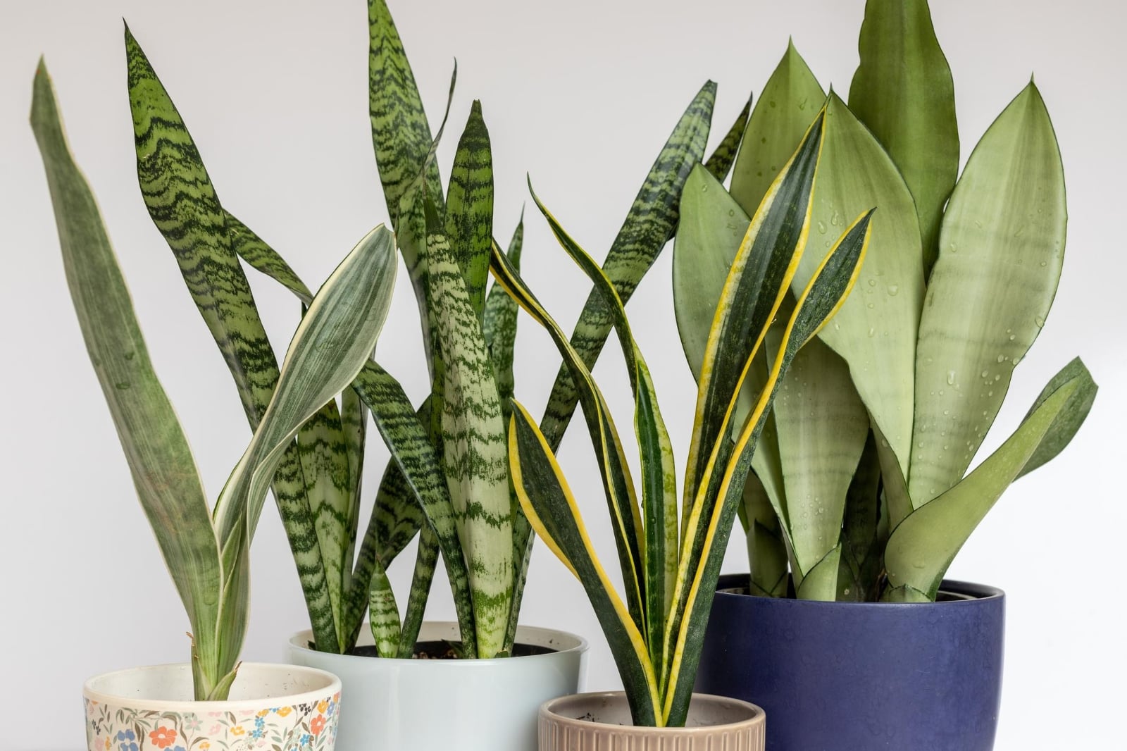 como_cuidar_la_sansevieria_30779_orig