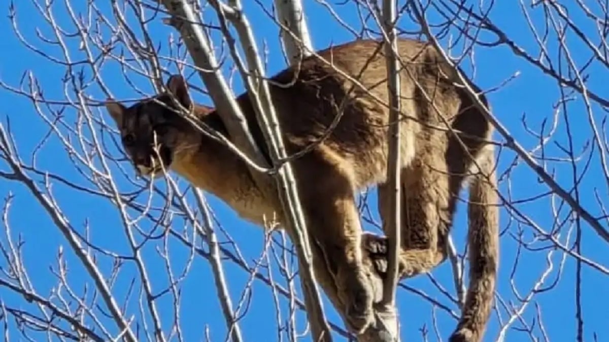 puma en un arbol china muerta