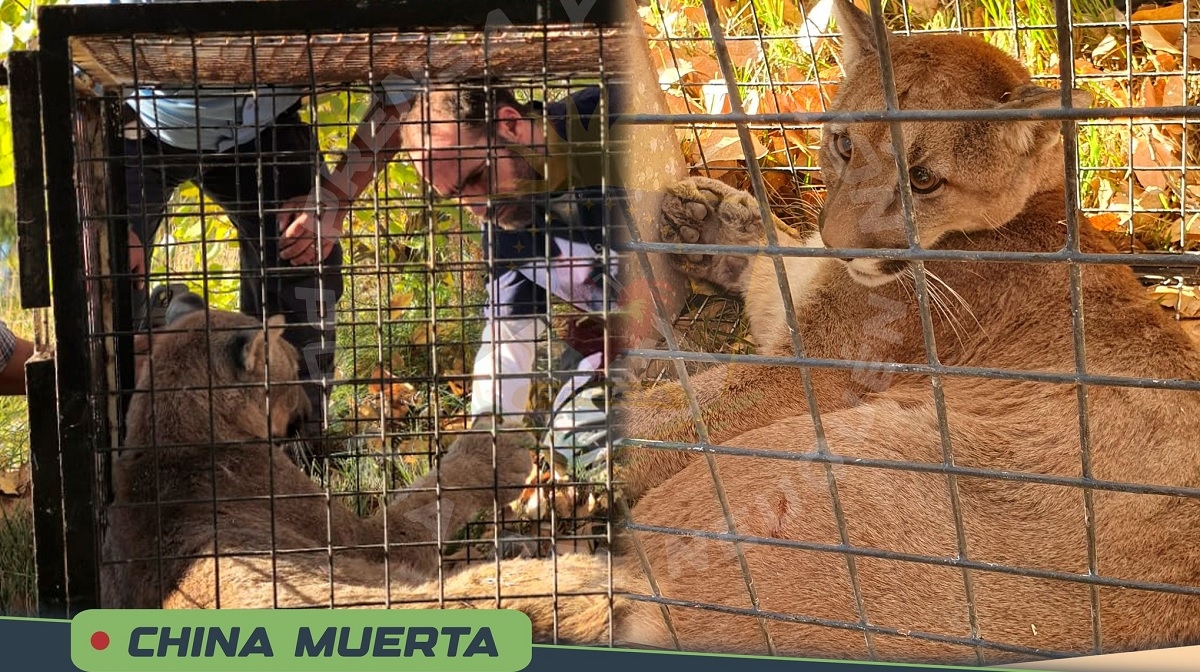 puma en china muerta veterinario